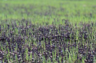 Commercial Grass Seeding in Ventura County, CA