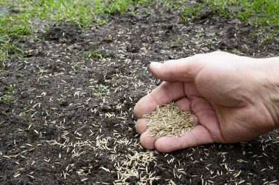 Commercial Lawn Seeding in Ventura County, CA