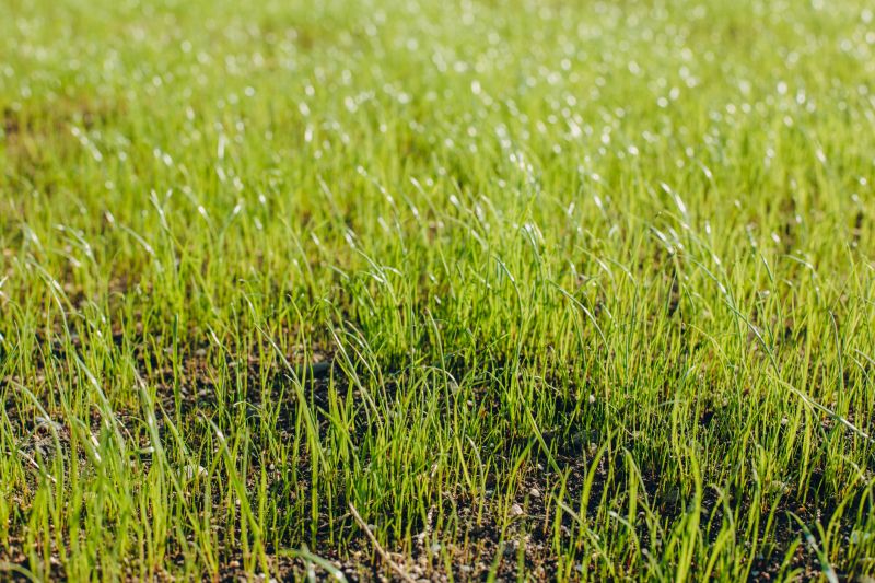 Lawn Seeding in Honolulu, HI