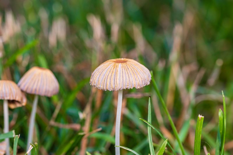 Mushroom Removal Service in Ventura County, CA