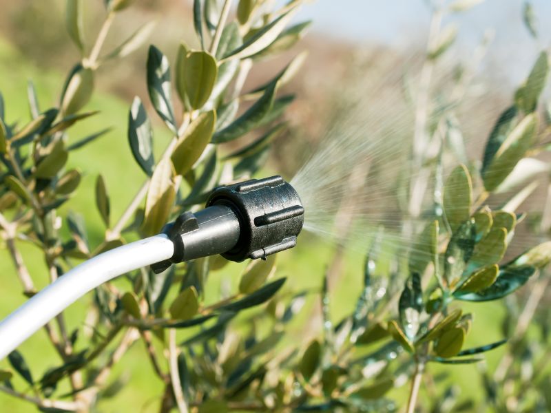 Thistle Treatment in Ventura County, CA